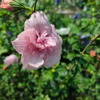 Hibiscus syriacus (Градински хибискус)