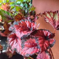 Begonia rex (Бегония рекс)
