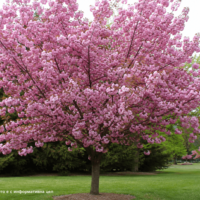 Prunus serrulata 'Kanzan' (Японска декоративна вишна 'Kanzan')