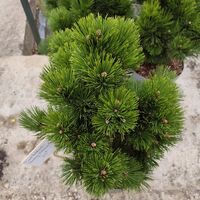Pinus heldreichii Zwerg Schneverdingen
