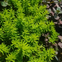 Sedum rupestre 'Angelina'