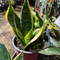 Dracaena trifasciata (Сансевиера)