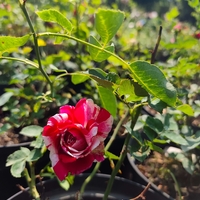 Rosa (Храстовидна роза) МИКС