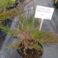 Juniperus horizontalis Andorra Compacta