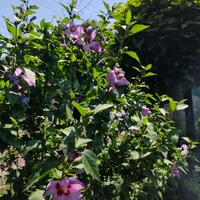 Hibiscus syriacus (Градински хибискус)