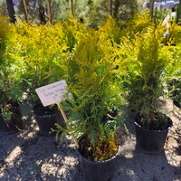 Thuja occ. Golden Globe