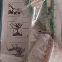 Храстовидна роза на гол корен