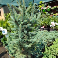 Picea pungens (Сребрист смърч)