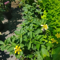 Lantana camara (Лантана)