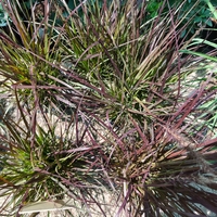 Pennisetum setaceum 'Rubrum'