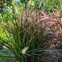 Pennisetum advena 'Little Rubin'