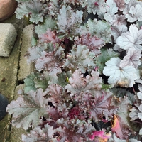 Heuchera