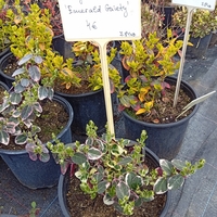 Euonymus fortunei Emerald Gaiety