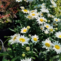 Leucanthemum × superbum (Градинска маргарита)