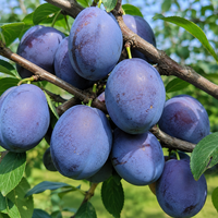 Prunus domestica 'Stanley' (Слива 'Стенлей')