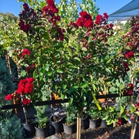 Lagerstroemia indica ‘Red Magic’ – на присадка