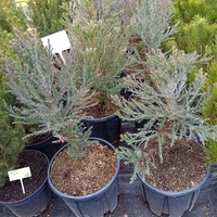 Sequoiadendron Giganteum