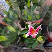 Lilium spp. (Лилиум / Лилия)