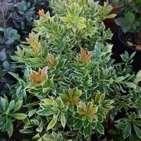 Pieris japonica ‘Little Frosty’