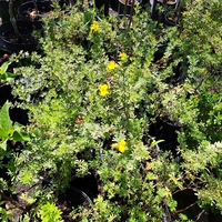 Potentilla fruticosa (Храстовиден очиболец)