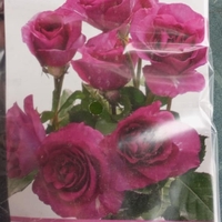 Храстовидна роза на гол корен