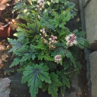 Tiarella 'Angel Wings'