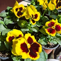 Viola × wittrockiana (Градинска теменужка)