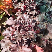 Heuchera