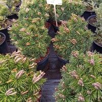 Pinus mugo Mops