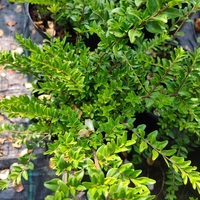 Lonicera nitida (Лъскав орлов нокът)