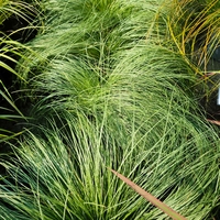 Carex comans ‘Amazon Mist’