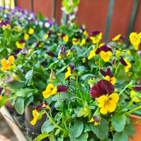 Viola × wittrockiana (Градинска теменужка)