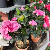 Rhododendron simsii – щамбова форма (Стайна азалия – мини дръвче)