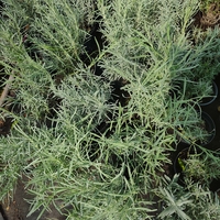 Lavandula ( лилава )