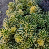 Sedum 'The Edge'