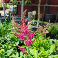 Astilbe (Астилбе)