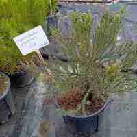 Sequoiadendron Giganteum