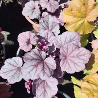 Heuchera