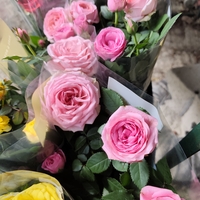 Rosa Mini (Мини стайна роза)