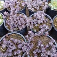 Sedum spathulifolium Purpureum