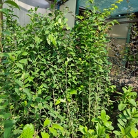 Ligustrum japonicum (Японски лигуструм)