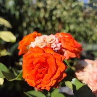 Rosa spp. – щамбова роза (Роза на присадка)