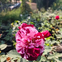 Rosa (Храстовидна роза) МИКС