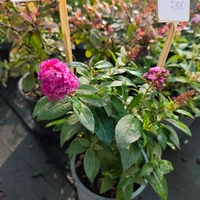 Buddleja mini (Компактна будлея)