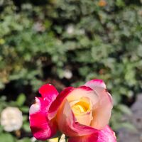Rosa (Храстовидна роза) МИКС