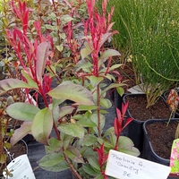 Photinia fraseri Camilvy