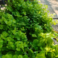 Lysimachia nummularia (Лизимахия)