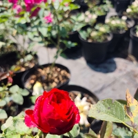 Rosa (Храстовидна роза) МИКС