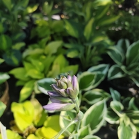 Hosta