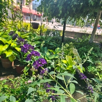Buddleja davidii (Будлея, Пеперуден храст)